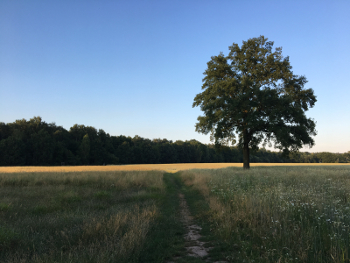 Landschaft Baum
